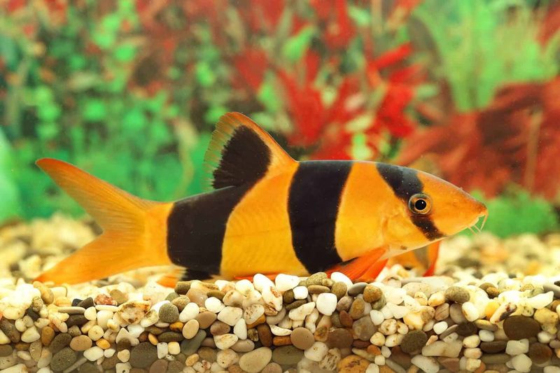 Clown Loach – The Striped Entertainers