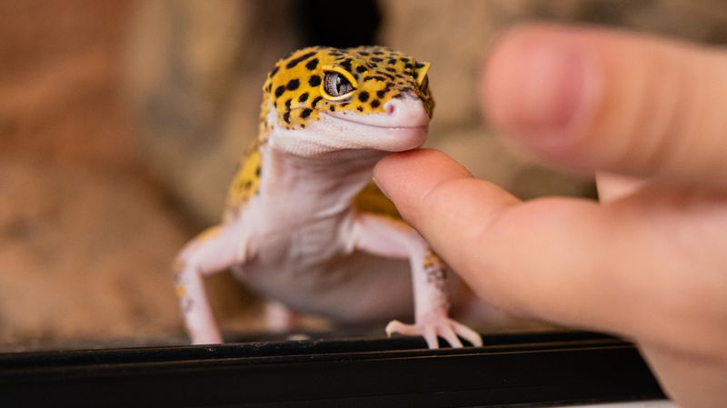 Leopard Gecko: The Low-Maintenance Reptile