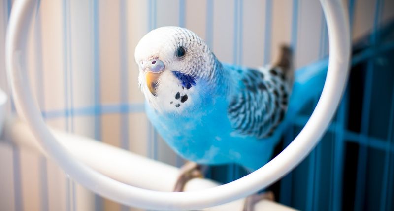 Parakeet