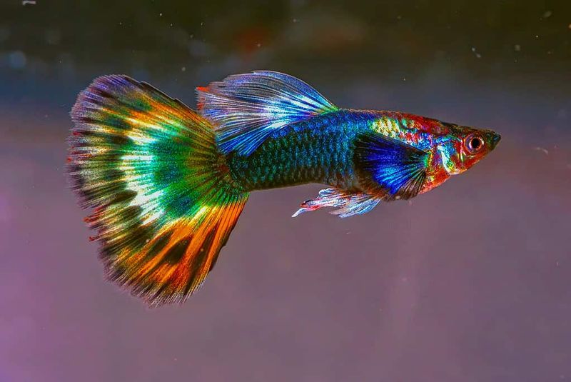 Guppies - Colorful But Fragile