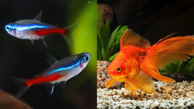Neon Tetras And Goldfish