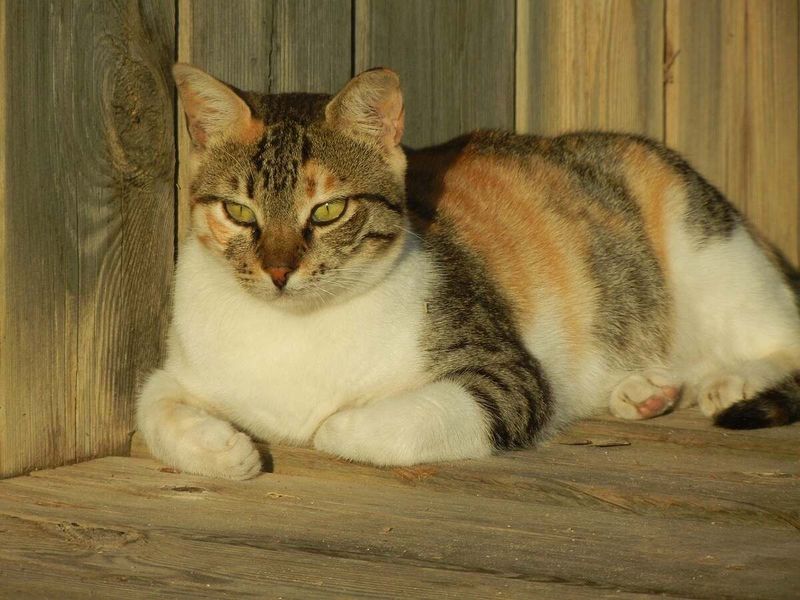 Captivating Calico Tabbies
