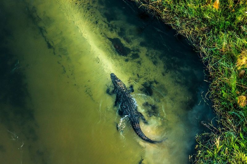 Okavango Delta's Water Kingdom