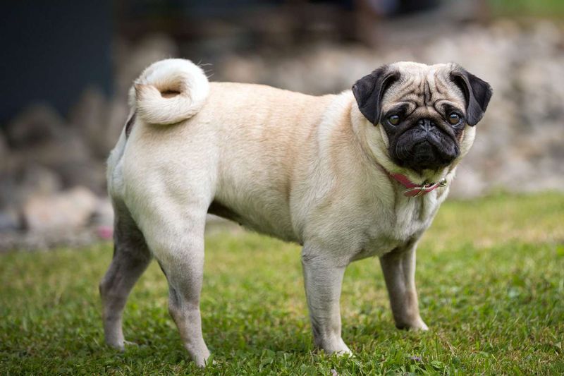 Pug Perfection