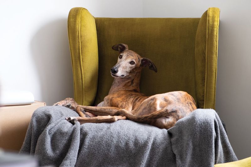 Greyhound – The Surprising Couch Potato