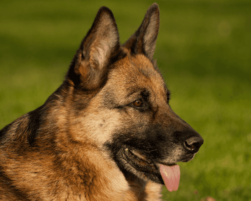 German Shepherds