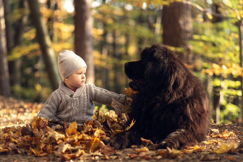 Newfoundlands