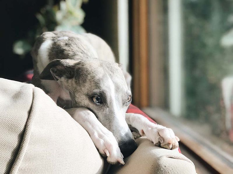 Italian Greyhounds