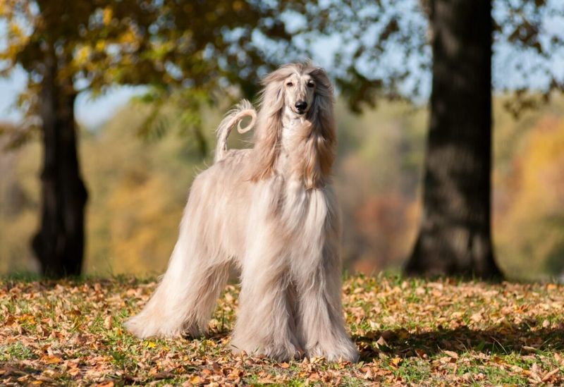 Afghan Hounds