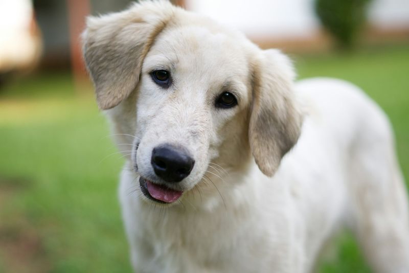 Great Pyrenees