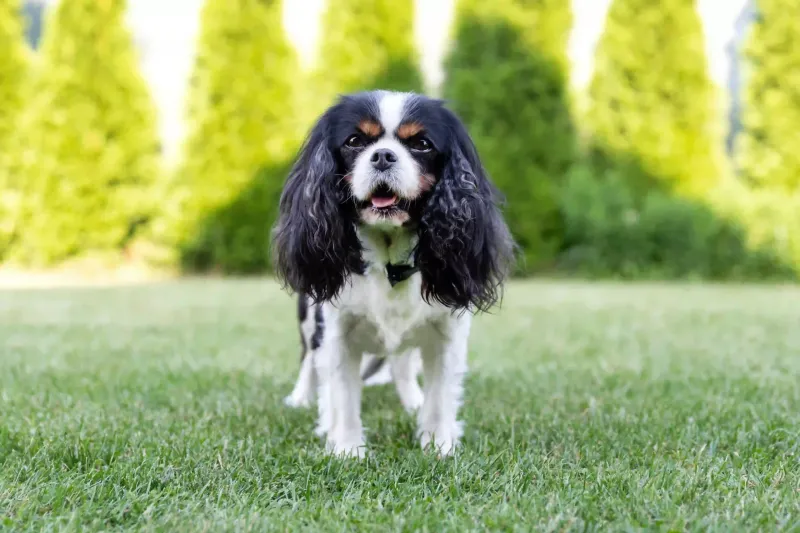Cavalier King Charles Spaniel