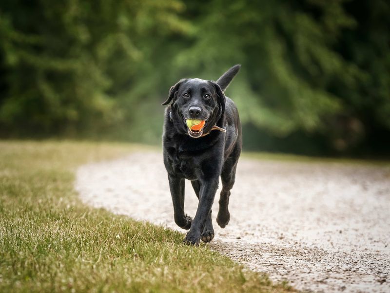 Labrador Retriever