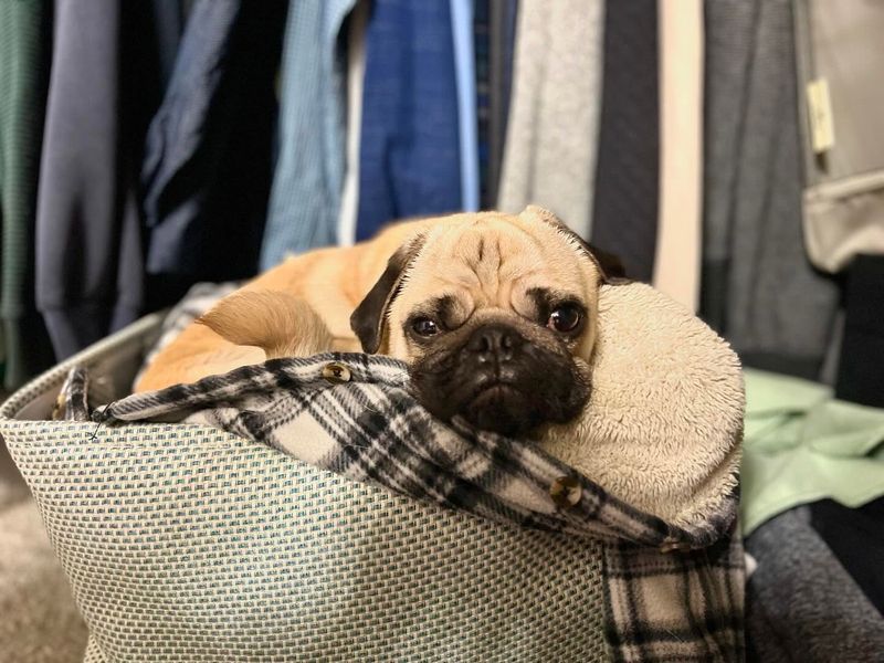 Pug