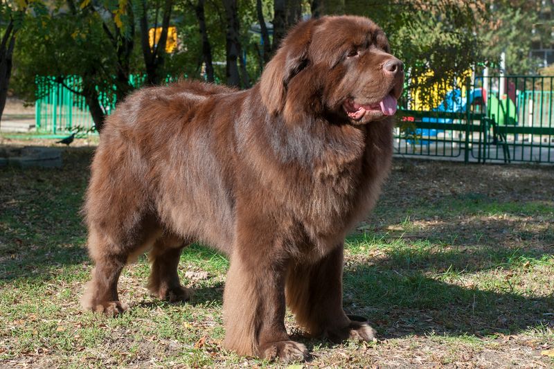 Newfoundland: Gentle Giants Who Love Closeness