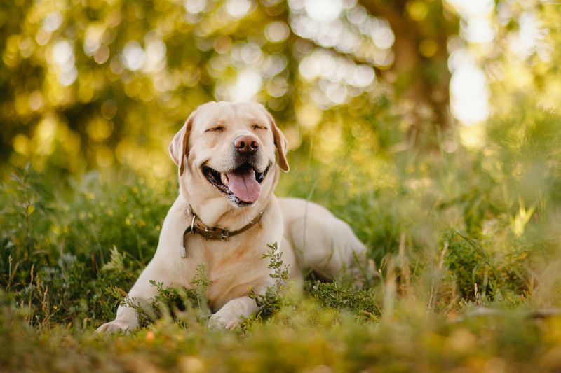Labrador Retriever: The Loyal Lap Warmer