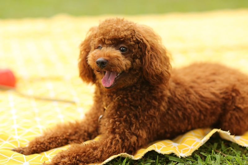 Poodles: Elegant Velcro Dogs