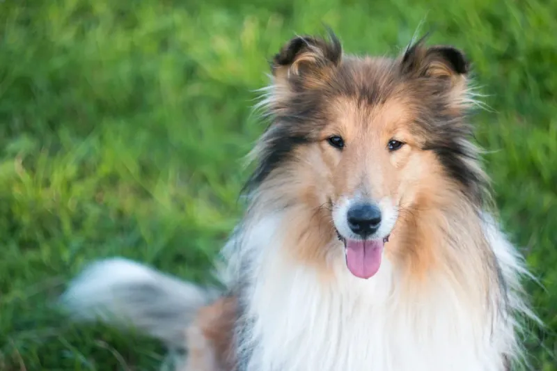 Collie: The Intuitive Guardian