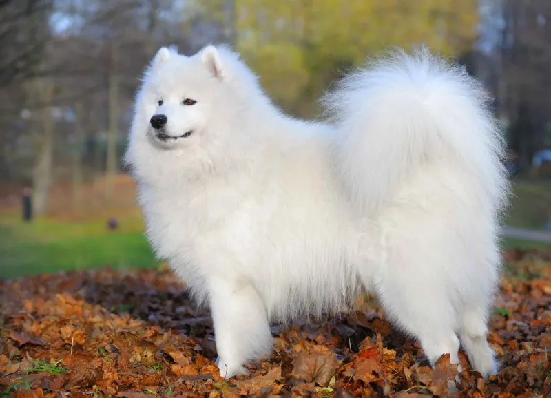 Samoyed: The Smiling Cloud