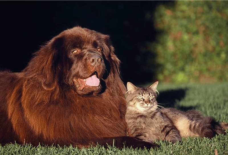 Newfoundlands: Gentle Giants