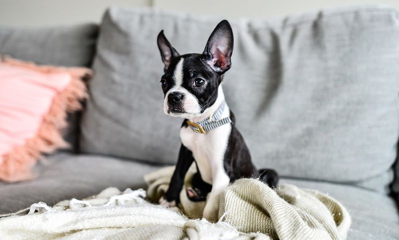 Boston Terrier: Tuxedo-Clad Convenience