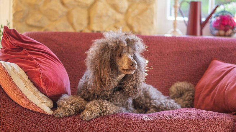 Poodles: Intelligent Social Charmers