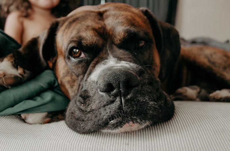 Boxers: The Enthusiastic Body-Slamming Snugglers