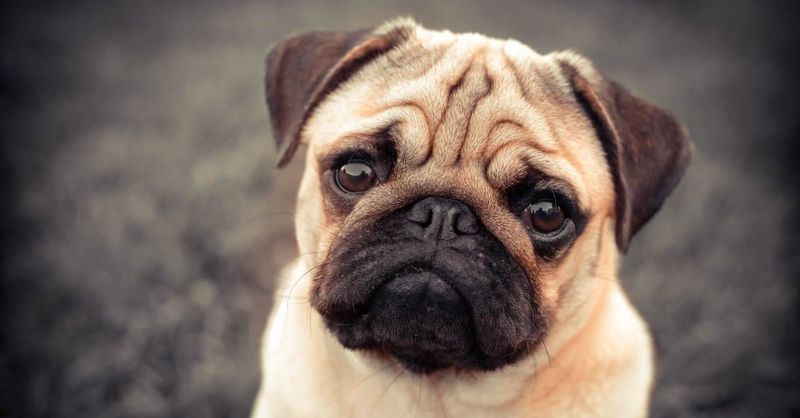 Pug Wrinkle Monsters