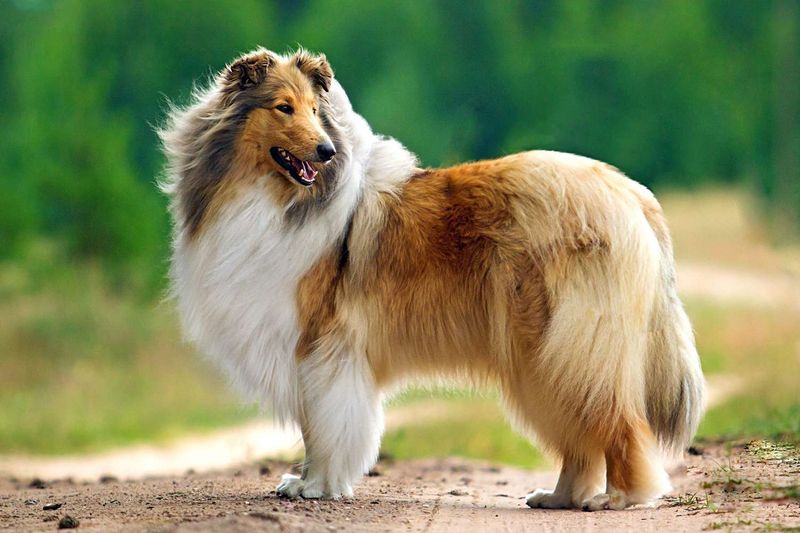 Collie: The Loyal Protector