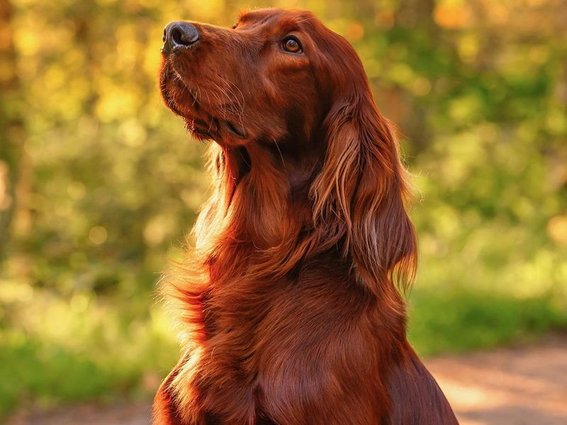 Irish Setter: The Flame-Haired Extrovert