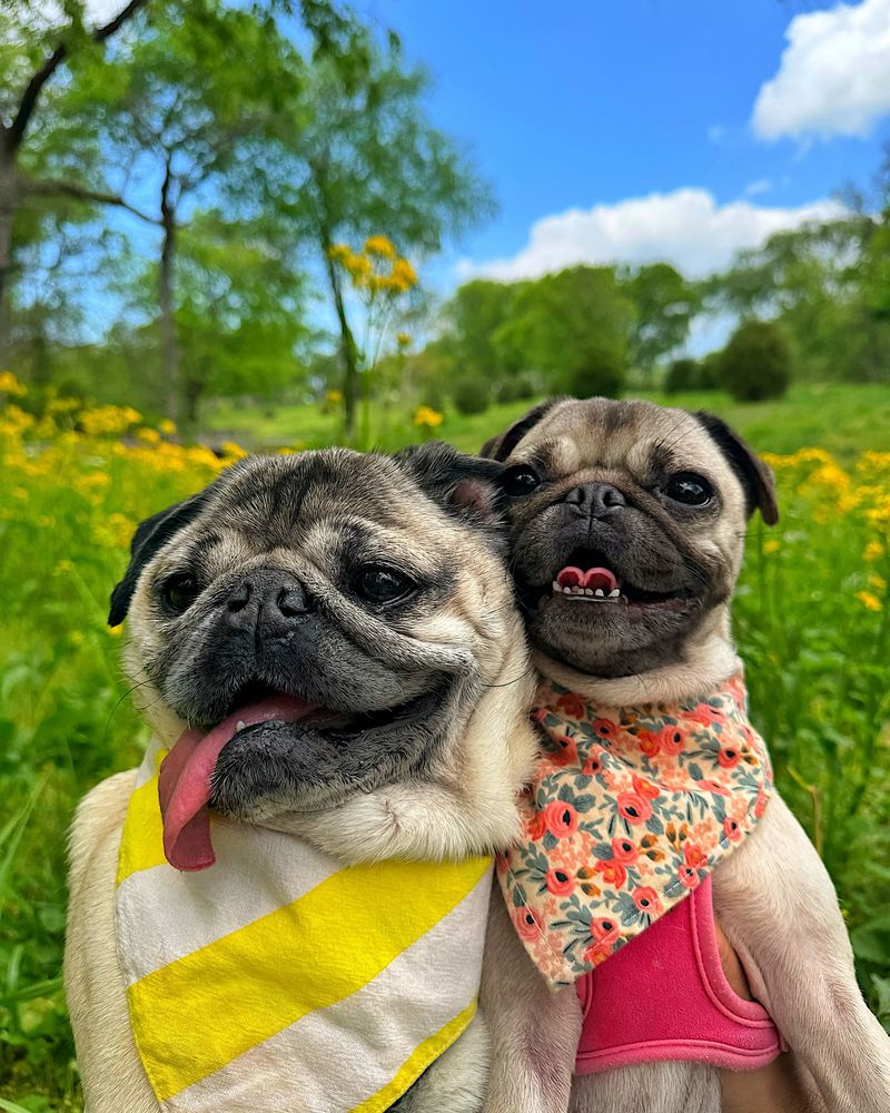 Pugs: Double The Snorts, Double The Fun