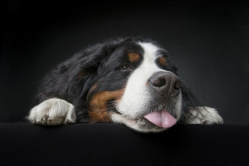 Bernese Mountain Dogs: Gentle-Hearted Working Breed