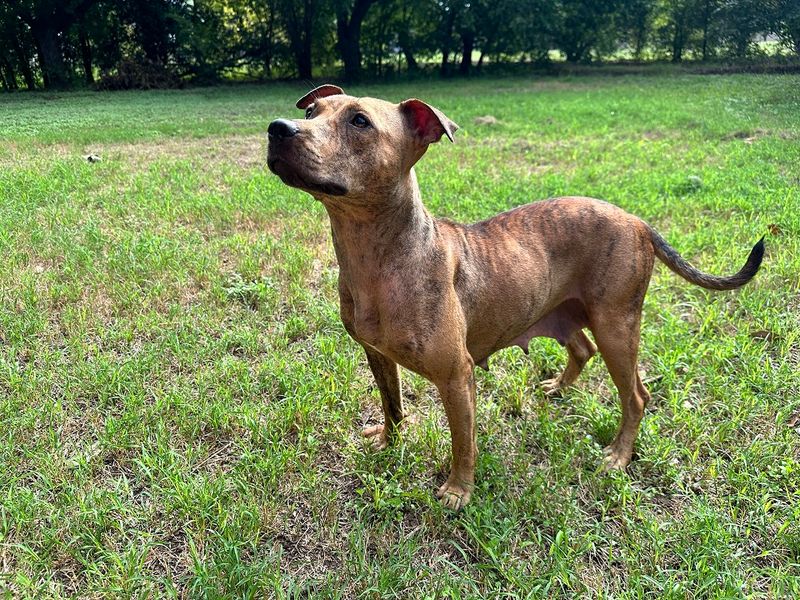 Mixed-Breed Shelter Adults