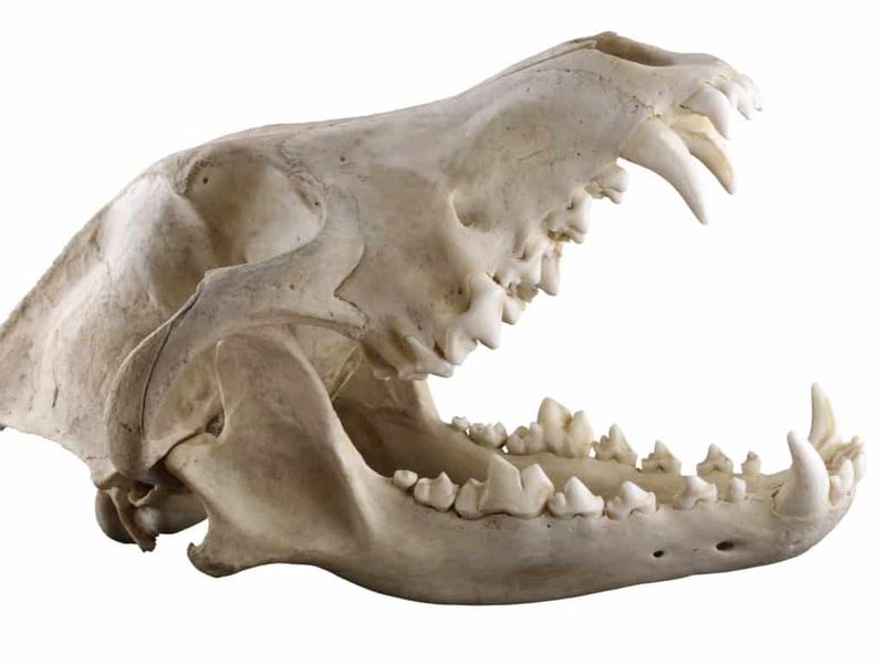 Bone-Crushing Bite Force
