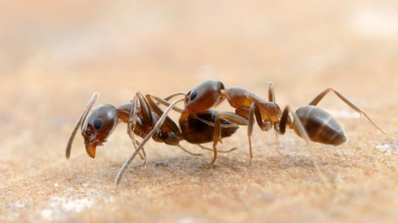 Argentine Ant