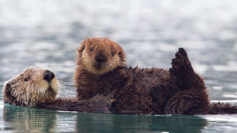 Sea Otters Floating Off Channel Islands
