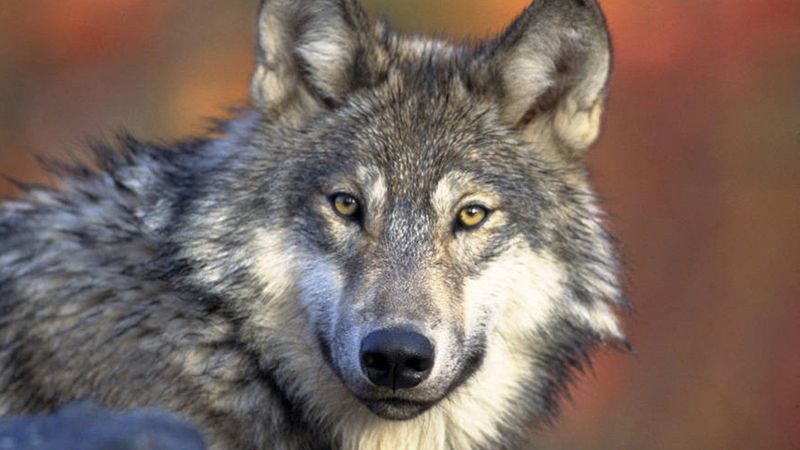 Gray Wolves In Isle Royale