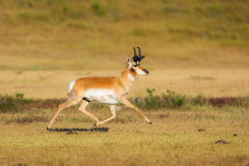 Pronghorn Sprinting Across Plains