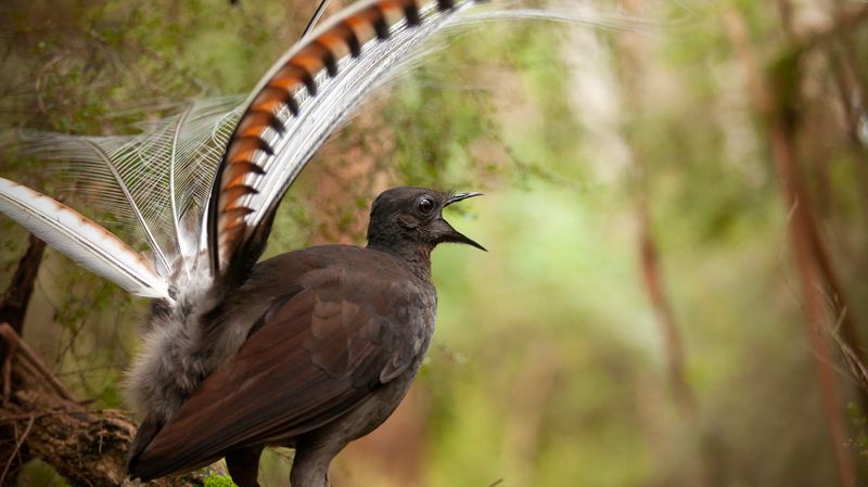 Lyrebird: Master Of Mimicry