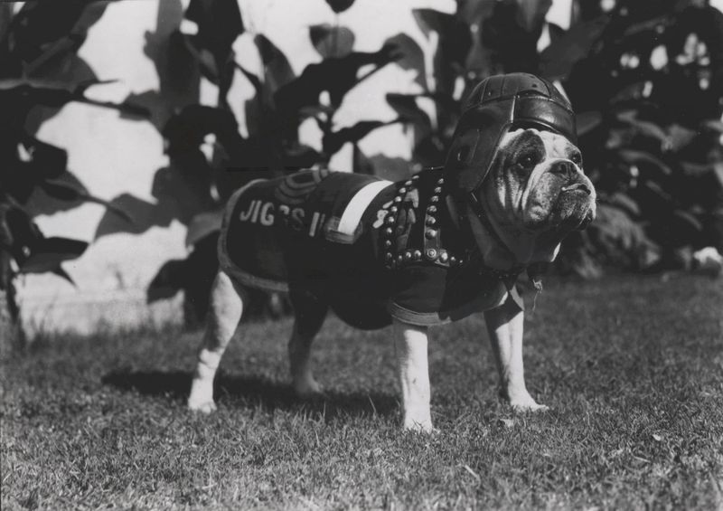 Sergeant Major Jiggs: The First Marine Corps Bulldog