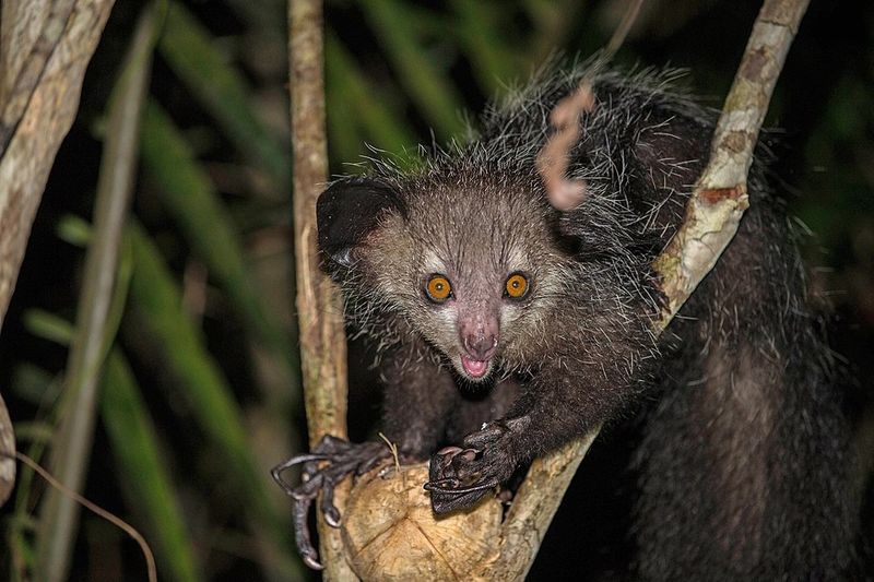Aye-aye: Finger-Tapping Tree Phantom