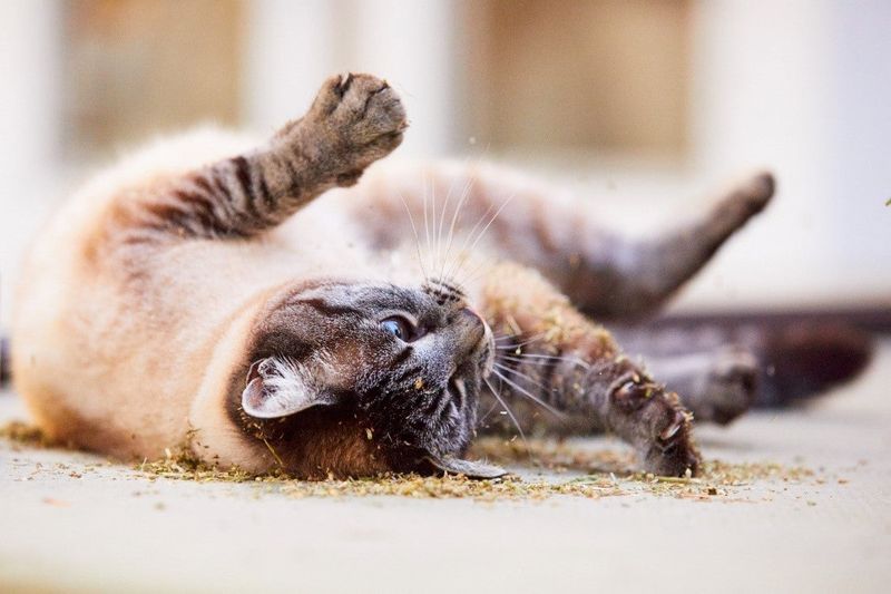 Fresh Catnip Harvests