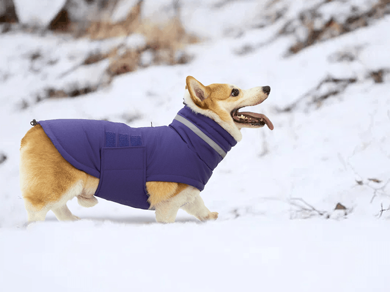 The Mystery Of The Extra Fur