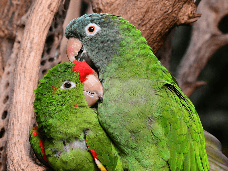 Birds Don't Form Bonds
