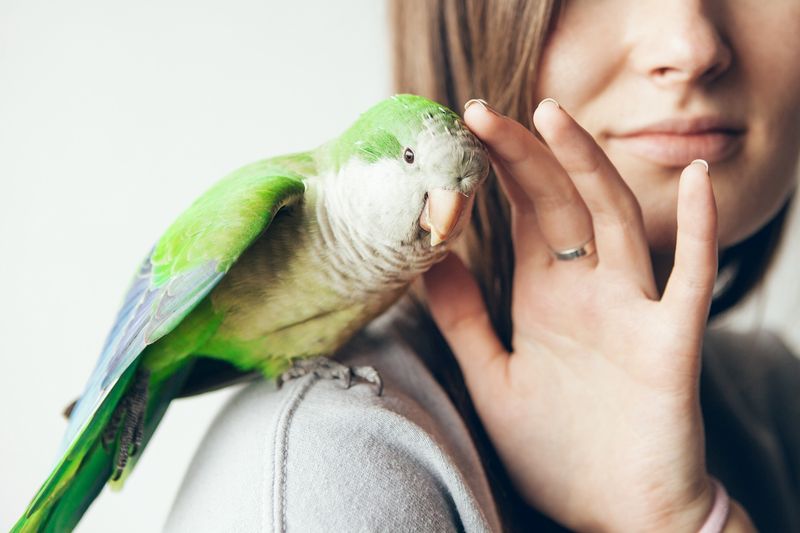 Birds Can't Be Trained
