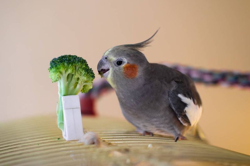 Birds Can Eat Only Seeds