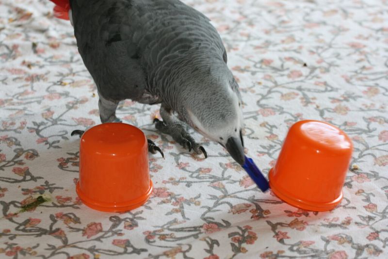 Birds Are Not Intelligent