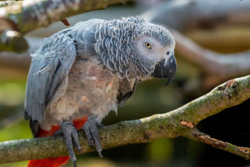 Birds Can Be Left Alone For Days
