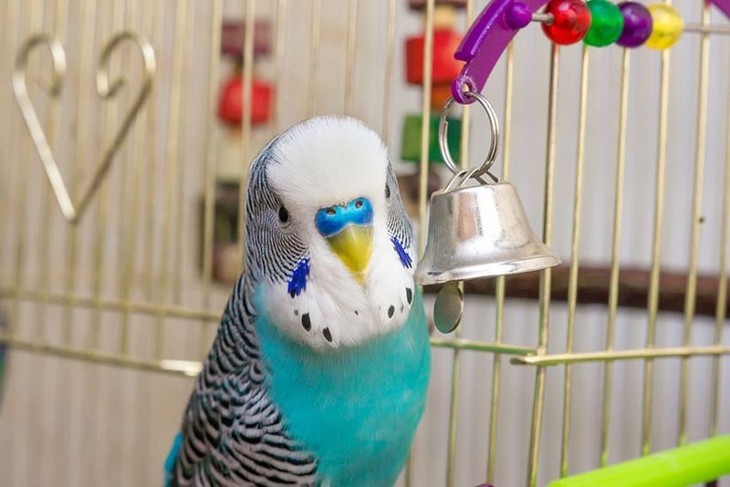 Birds Are Low-Maintenance Pets