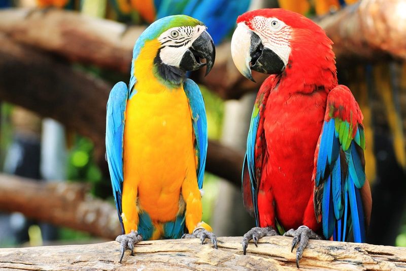Birds Are Solely Decorative