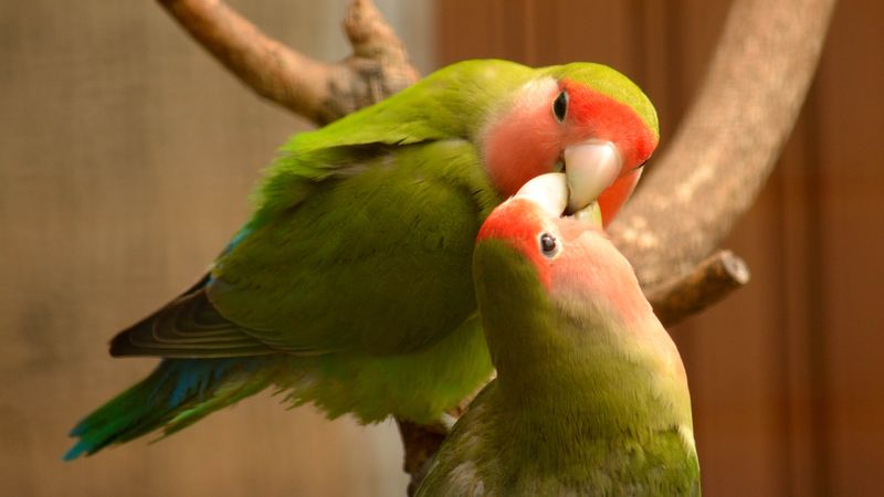 Birds Don't Need Social Interaction